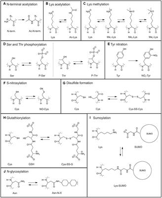 Post-translational Modifications in Regulation of Chloroplast Function: Recent Advances